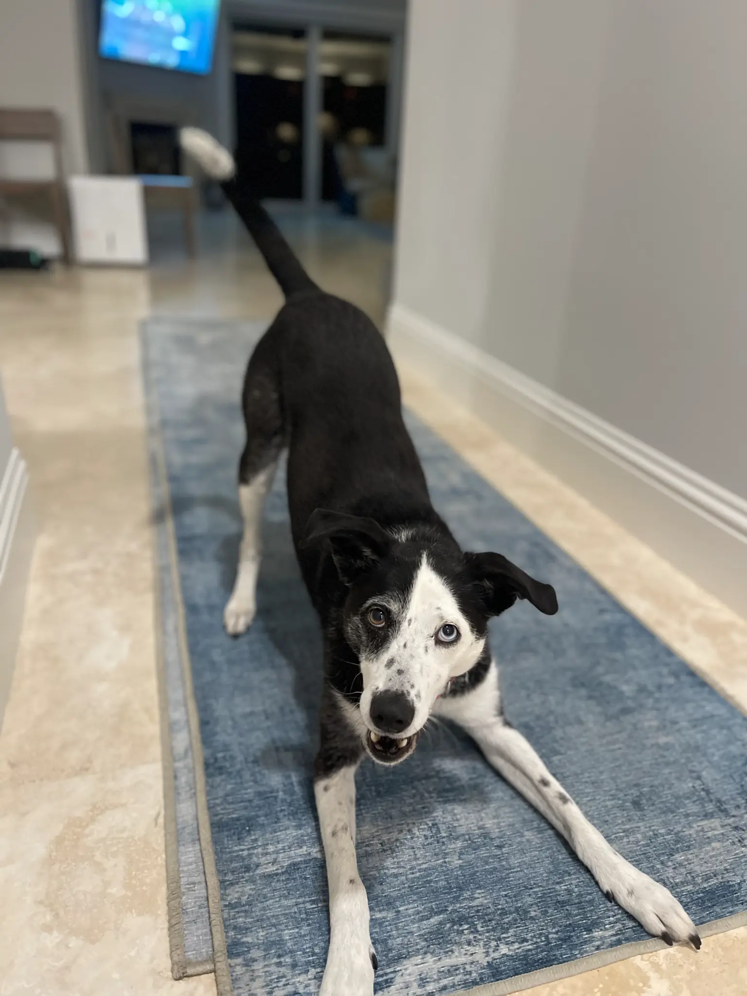 Private cage-free dog boarding in Sarasota, FL