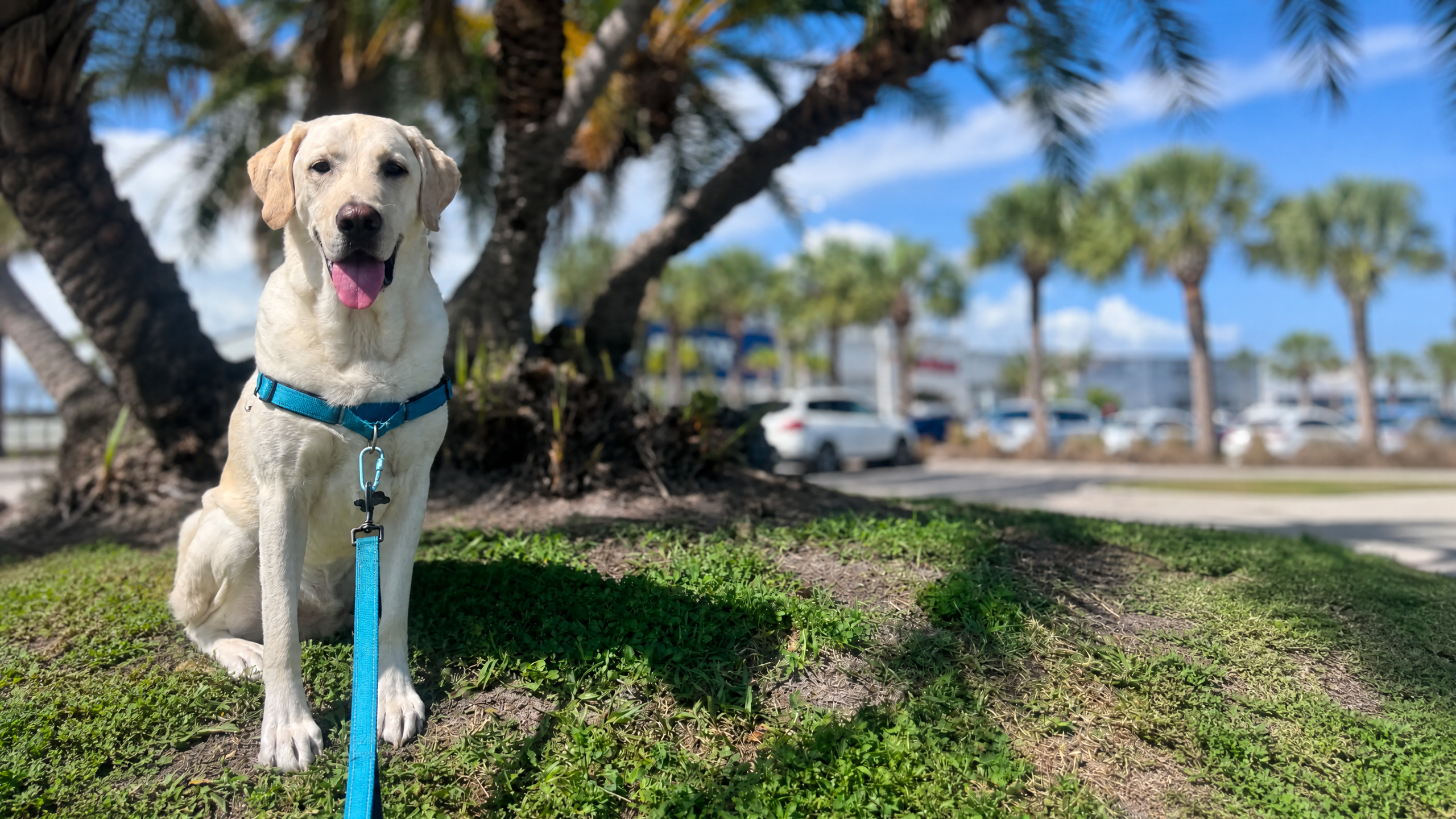 Happy dog